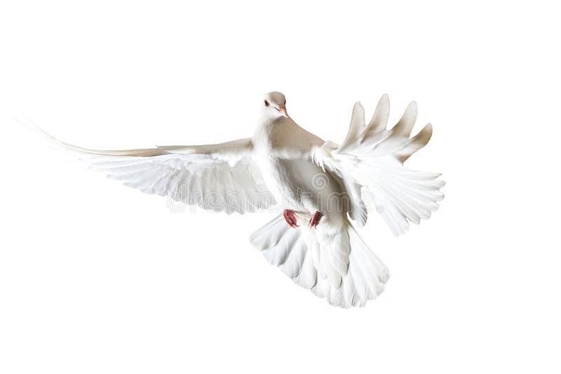 The Holy Spirit depicted as a white dove