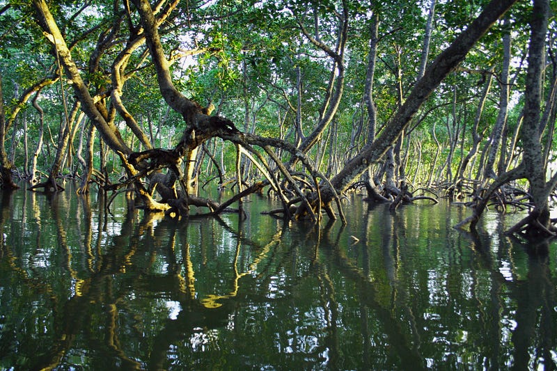 Blue carbon ecosystems are crucial for marine health.