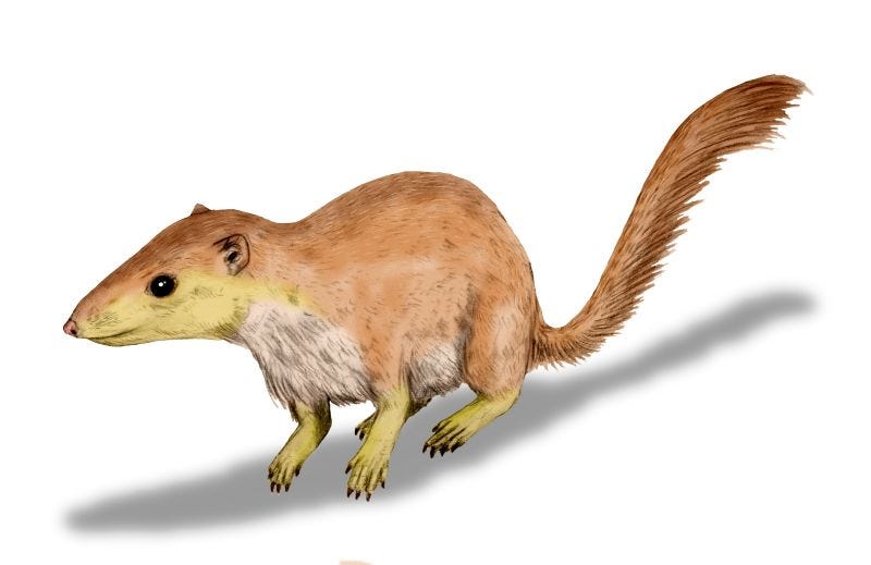 An image of a squirrel, our surprising ancestor.