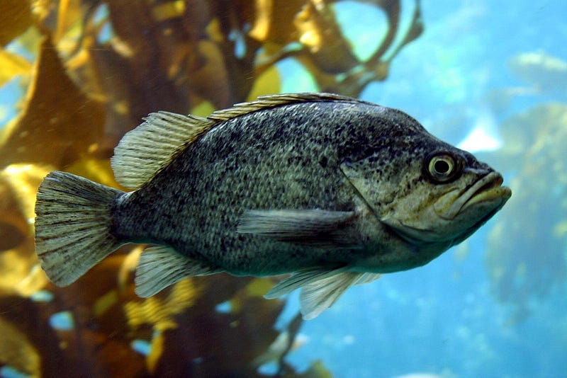 Rockfish species showcasing their longevity