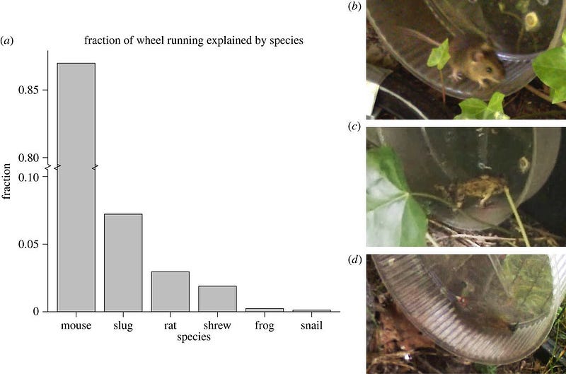 Wildlife interacting with running wheels