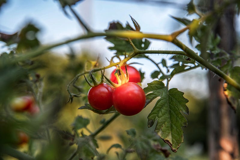 Ultrasonic sounds emitted by stressed plants