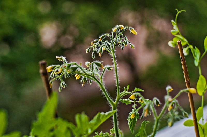 Recording ultrasonic sounds from stressed plants