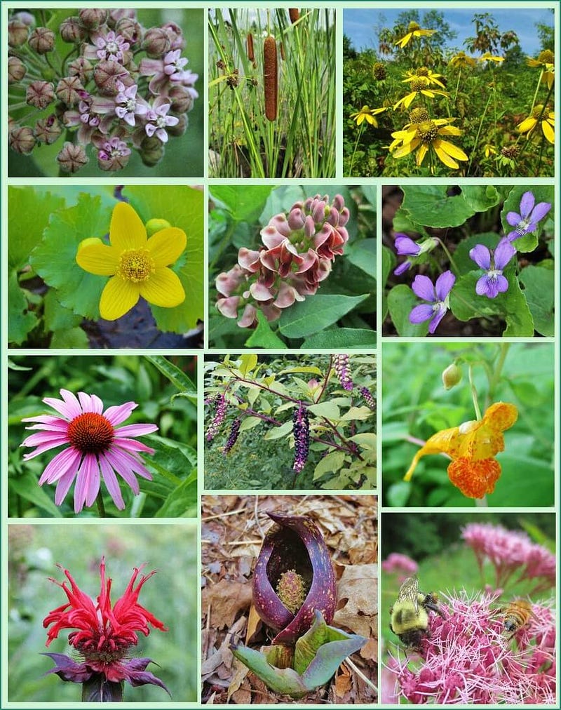 A graphic showing various native plants.