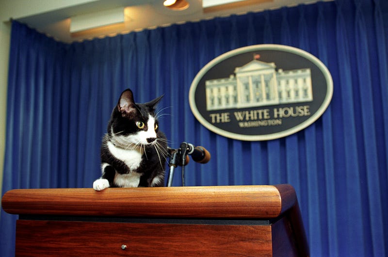 Socks Clinton, the famous First Cat