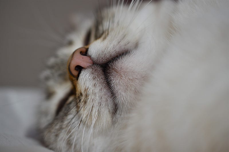 Adorable kitten with white paws