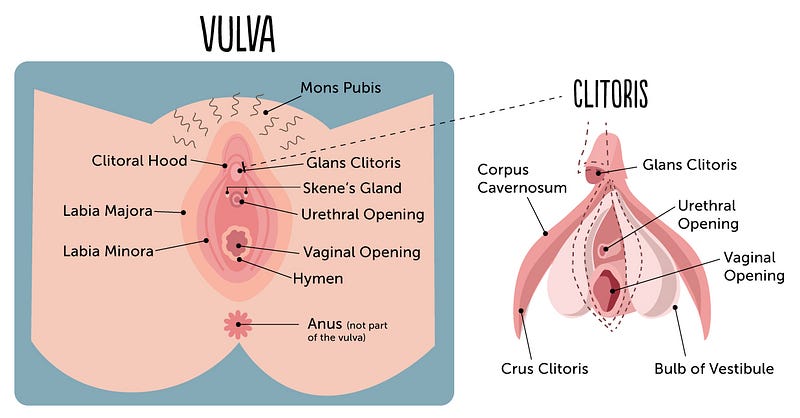 Detailed illustration of the clitoral anatomy