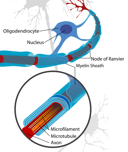 Neuron cell diagram illustrating oligodendrocyte function