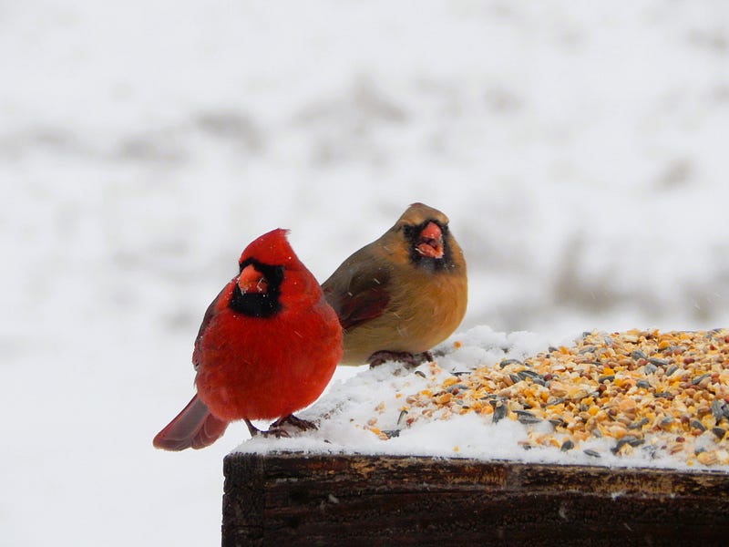 Male and Female Northern Cardinals spotted during the GBBC