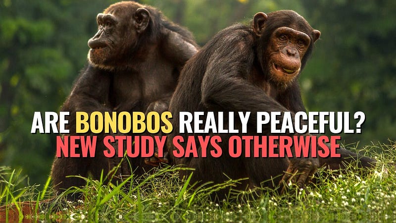 Bonobos in their natural habitat