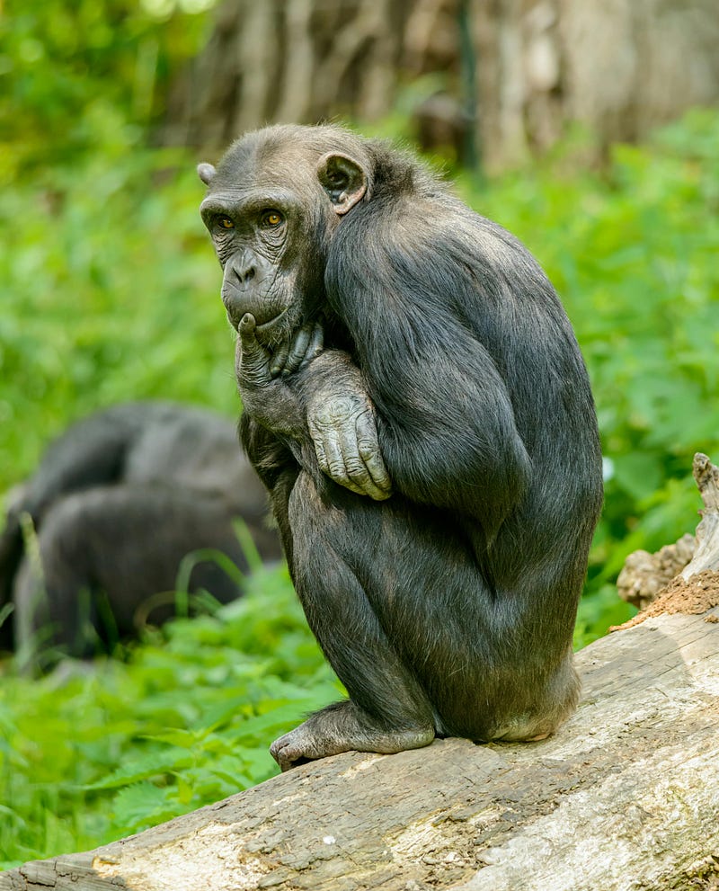 Bonobos in a social setting