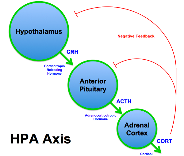 Hormonal feedback loop during stress response