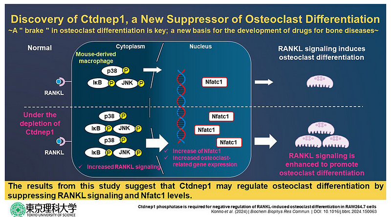 Diagram illustrating the role of Ctdnep1 in bone health