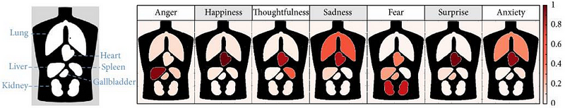 Emotional impacts on human organs