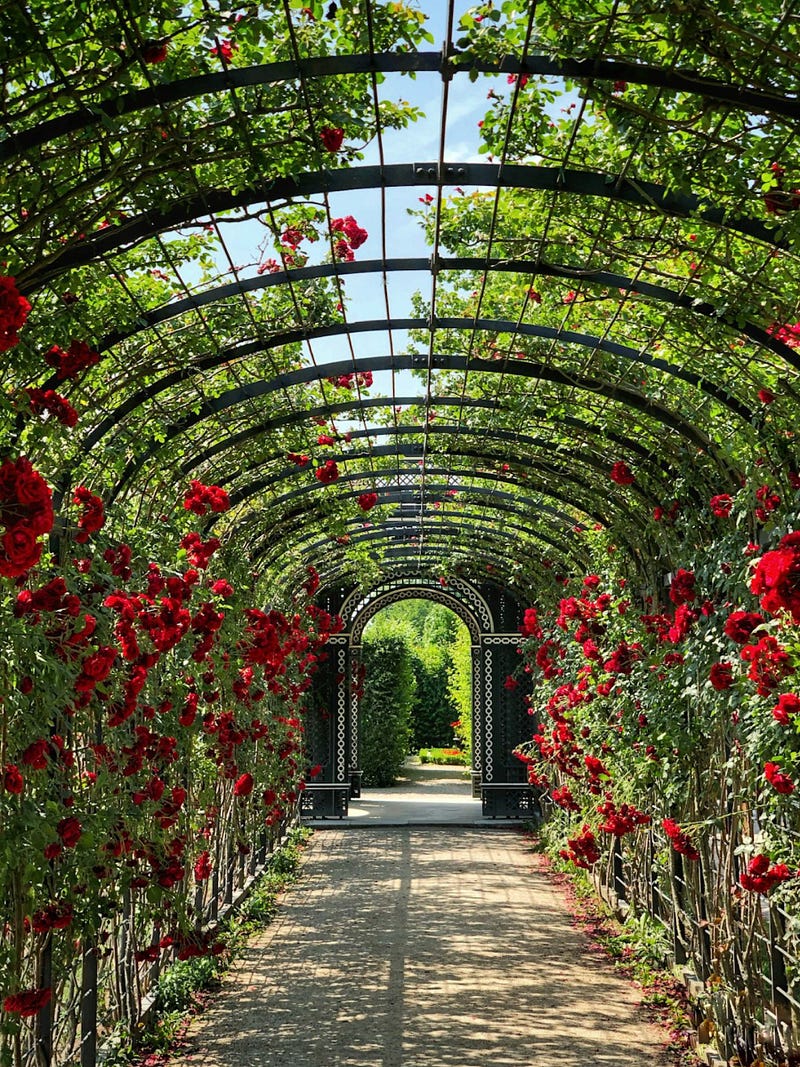 Pruned rose bushes thriving in a garden