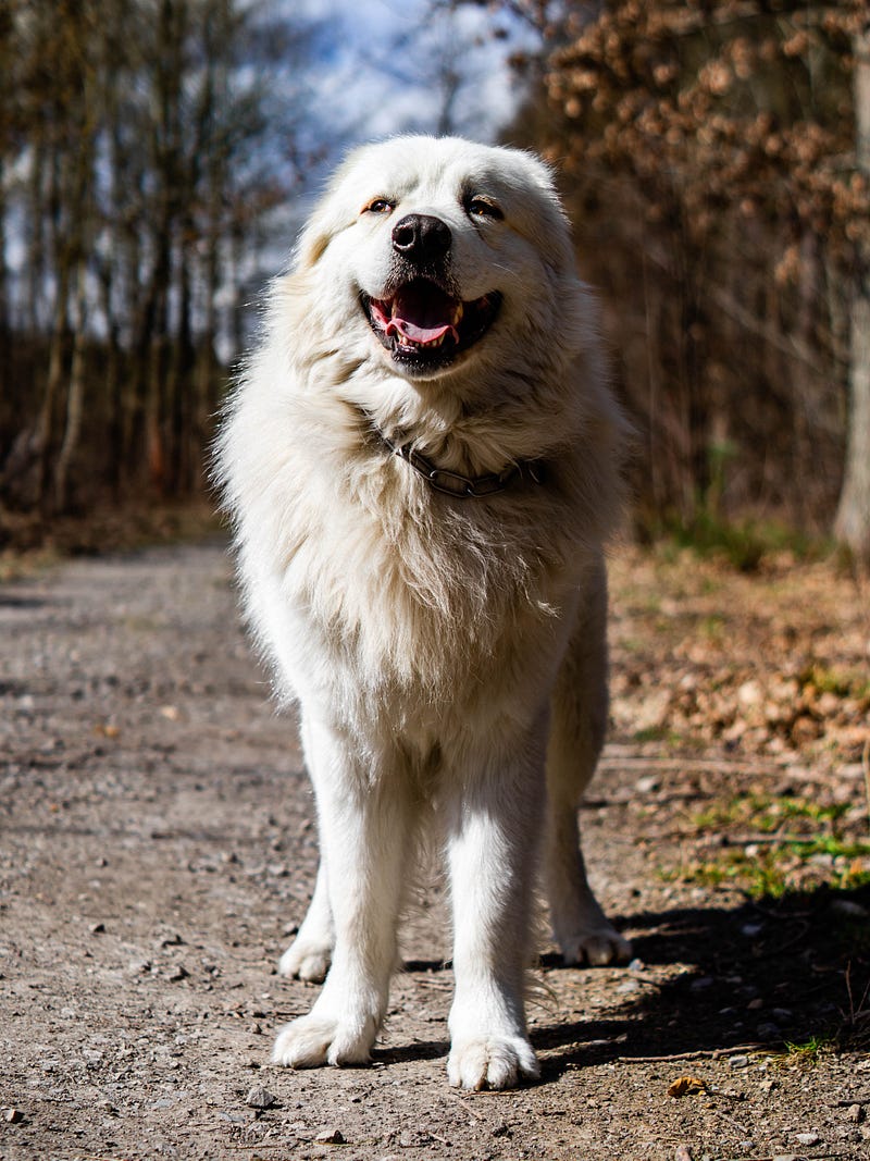 A mountain dog standing outdoors, showcasing the challenge of identification.