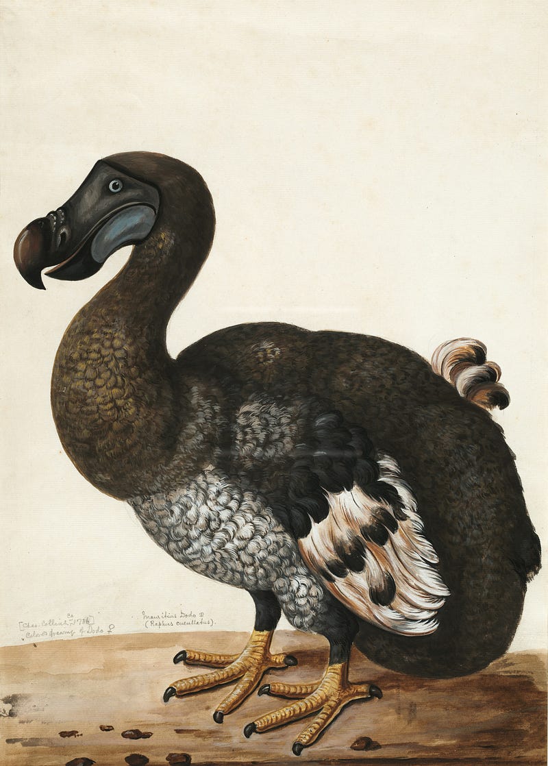 The extinct dodo bird and its ecological significance