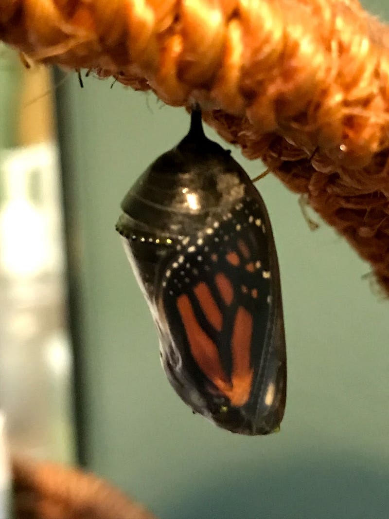 Monarch chrysalis created by a caterpillar in my home