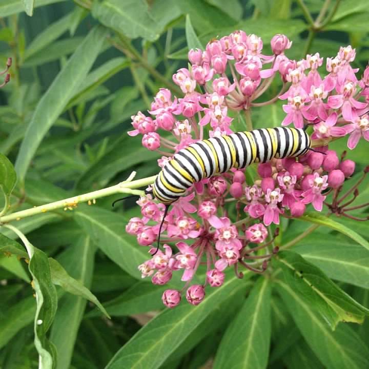 Monarch butterfly resting on Rose Milkweed in my garden