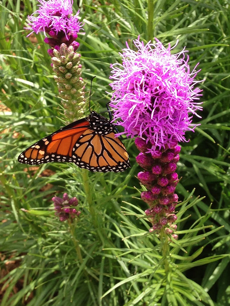 Monarch on Liatris in my front yard