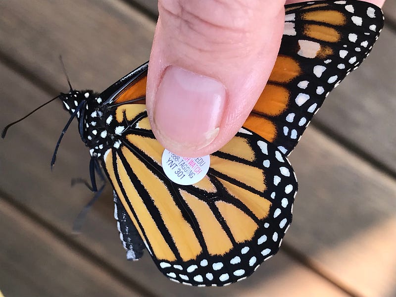 Author tagging a monarch butterfly