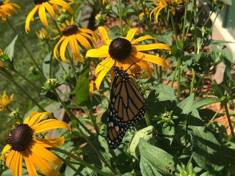 Monarch on Rudbeckia in the garden