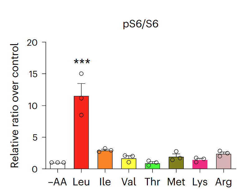 Leucine Activation Effects