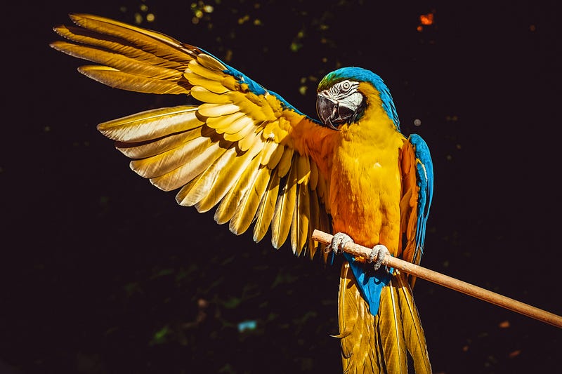 Sulphur-crested cockatoo perched on a branch