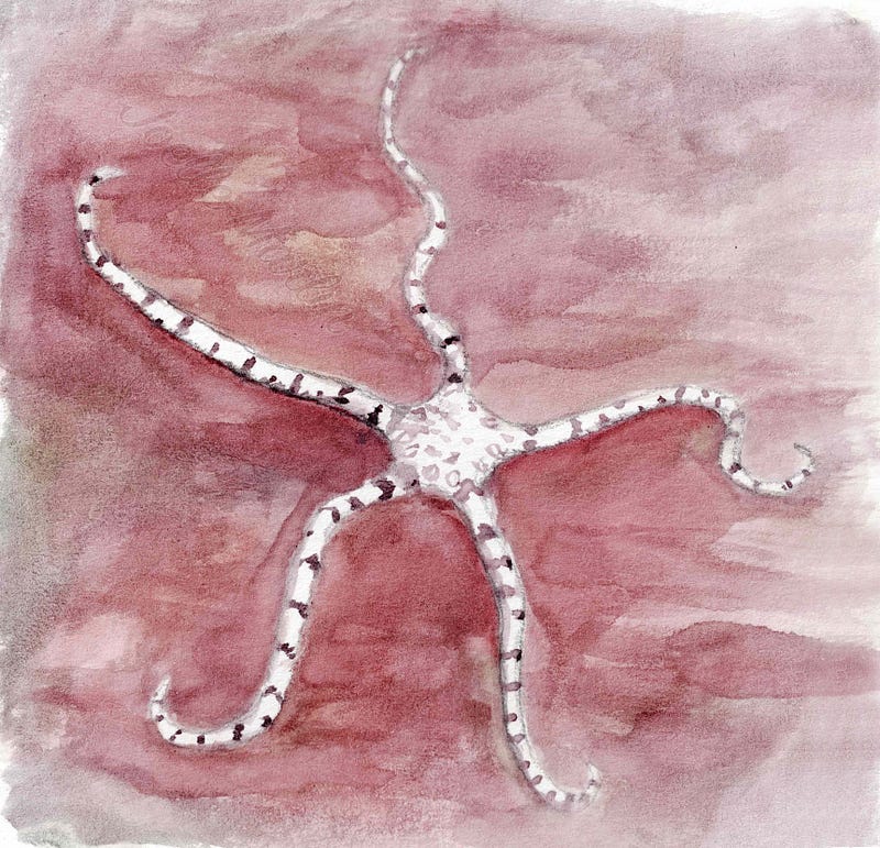 Artist's depiction of the brittle star