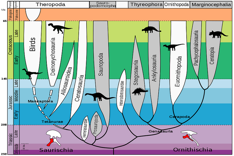 Evolutionary relationships between dinosaurs and birds