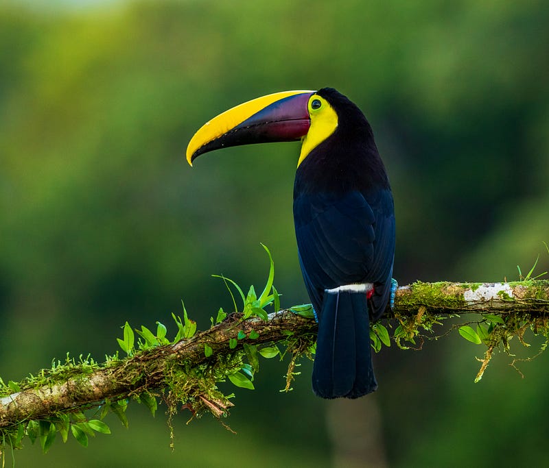 A bird representing the evolution of dinosaurs