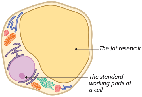 Microscopic view of a fat cell