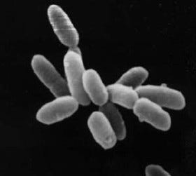 Halobacterium cells in extreme conditions