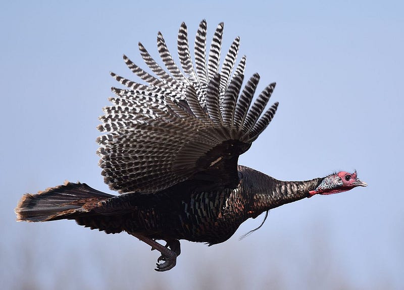 Wild turkeys perched in a tall pine tree