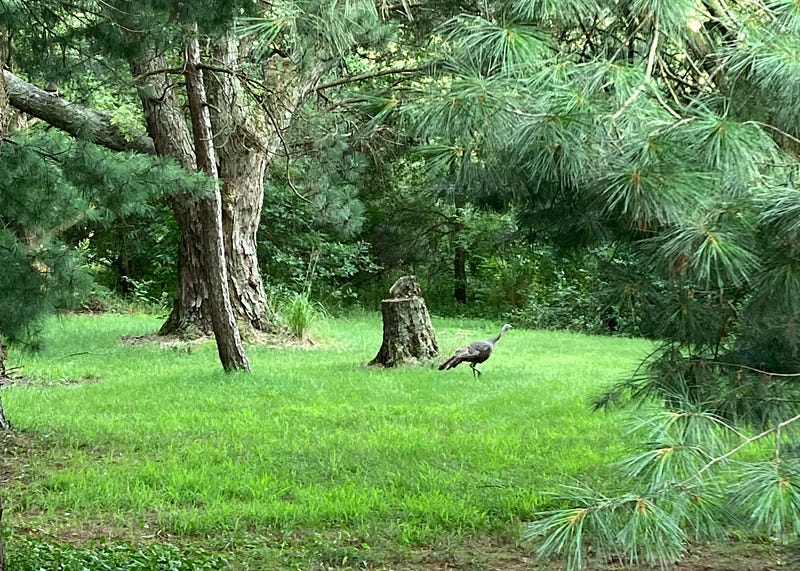 Wild turkeys in their natural habitat