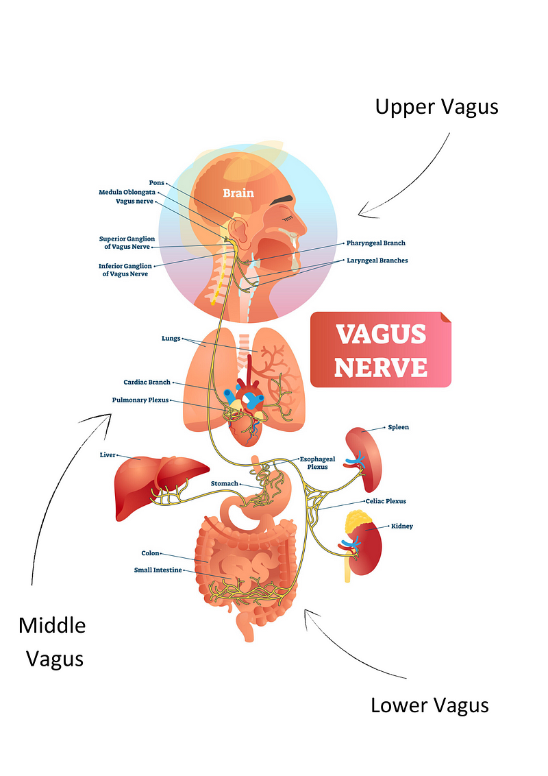 Visual representation of vagus nerve zones