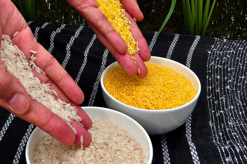 Grains of Golden Rice, compared to white rice deficient in Vitamin A.