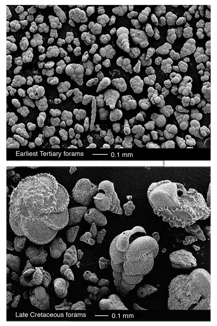 The rapid change in foram sizes at the K-T boundary