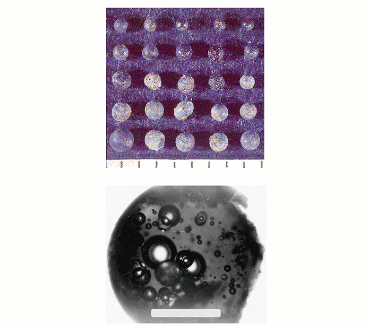 Tektites from various locations illustrating impact evidence