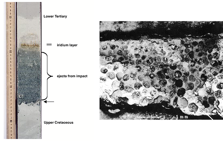 Core sample depicting the K-T event